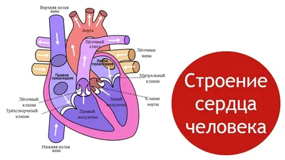 Органы кровообращения. Строение сердца. Регуляция сердечной деятельности –  онлайн-тренажер для подготовки к ЕНТ, итоговой аттестации и ВОУД