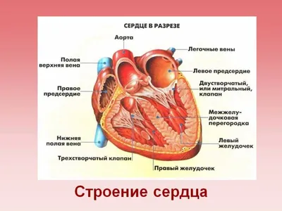 изображения человеческого сердца на черном фоне, сердце картинки человек,  сердце, анатомия фон картинки и Фото для бесплатной загрузки