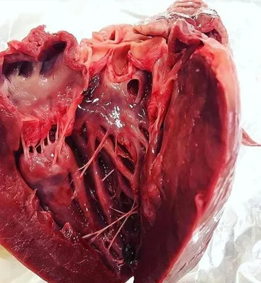 Сердце человека скетч - 48 фото