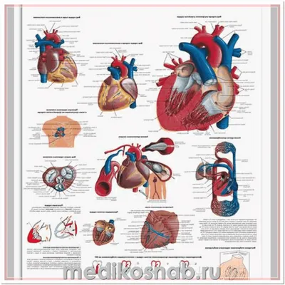 Строение сердца, сердце в разрезе | Анатомия сердца, Анатомия, Анатомия  человека