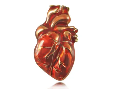Купить Модель сердца человека (анатомическая) для детских садов и ДОУ по  выгодной цене, доставка по РФ