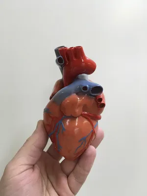 Плакат медицинский Сердце человека, анатомия и физиология купить по низкой  цене в интернет-магазине МедикоСнаб