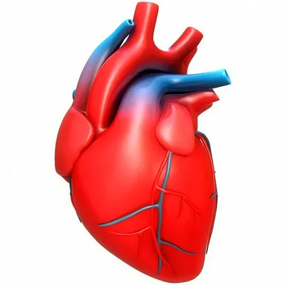 Строение сердца человека купить – цена от ElizLabs
