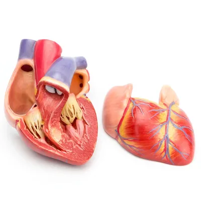 Разобранная анатомическая модель сердца человека, используемая в анатомии,  медицинский обучающий инструмент с номером | AliExpress