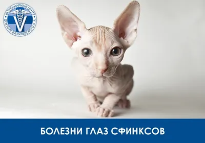 Продажа котенка канадского сфинкса в Москве возрастом 8.5 месяца за 35000  руб. - Питомники кошек