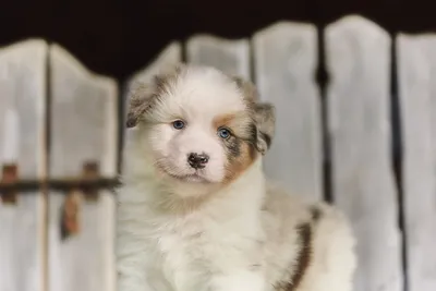 Сухой корм Royal Canin \"Mini Puppy\" для щенков мелких пород, цены в Самаре,  характеристики, фото, для щенков (до 1 года) в интернет-магазине Клампи