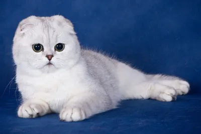 Картинки шотландских вислоухих котят фотографии