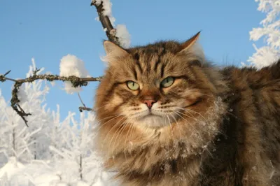 Сибирская кошка: стандарты 🐈 породы и внешности, характер, уход, фото