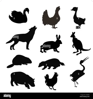 силуэты домашних животных на светлом фоне, векторная иллюстрация  Stock-Illustration | Adobe Stock