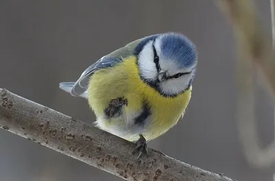 Картинки синицы зимой фотографии