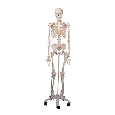 Модель скелета человека \"Стэн\" стандартная - купить в Киеве, цена на  Анатомические модели и скелеты с доставкой по Украине | медицинские товары  и медтехника в магазине Ортосалон