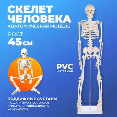 https://oniko.ua/ru/products/simulators-and-trainers/anatomichni-modeli/kistyak/standartna-model-kistyaka-lyudini-sten.html