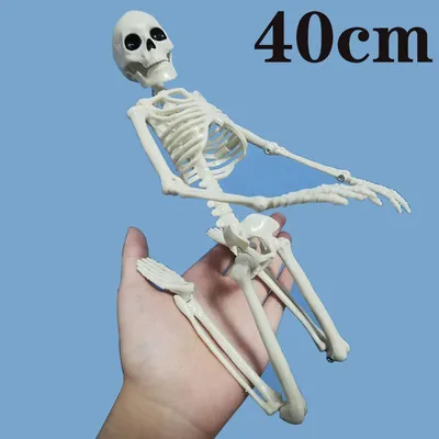 Макет скелета человека анатомический, учебный, со стойкой 45 см - купить с  доставкой по выгодным ценам в интернет-магазине OZON (1213958260)