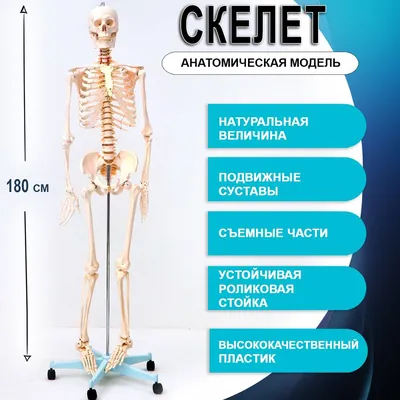 Манекен с костями всего тела Тело Манекен в полный рост Модель скелета  Модель скелета | AliExpress