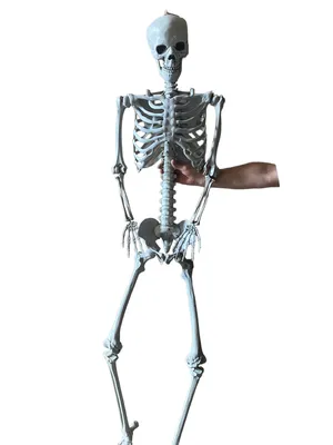 Сборная модель скелета человека, размер 24 см Edu-Toys SK057 — купить в  магазине Edutoys.ru