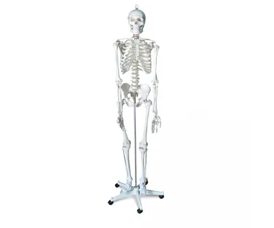 Большая модель скелета RESTEQ 180 см. Детализированная фигурка скелета.  Анатомический скелет человека (ID#1904944250), цена: 3999 ₴, купить на  Prom.ua