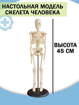 Настоящие модели скелета животных купить в Белой Церкви и Украине ⭐ БИОВЕТ  ⭐ Каталог: Модели животных