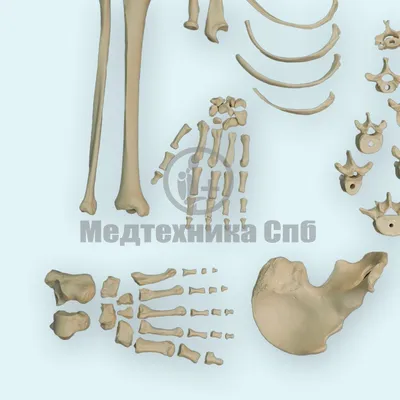 Модель скелета человека \"Сэм\" специальная - купить в Киеве, цена на  Анатомические модели и скелеты с доставкой по Украине | медицинские товары  и медтехника в магазине Ортосалон