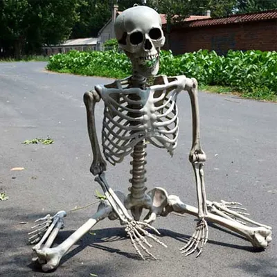 Модель скелета человека со стойкой настольная 45см - купить с доставкой по  выгодным ценам в интернет-магазине OZON (262047402)