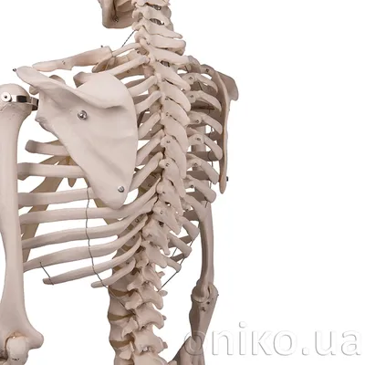 Модель скелета человека, размер 40см х 10см (ID#1124750826), цена: 1200 ₴,  купить на Prom.ua