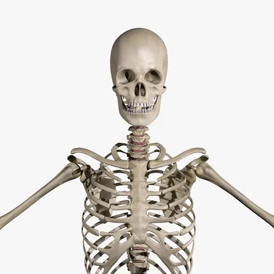 Мальчик в костюме скелета, мальчик …» — создано в Шедевруме