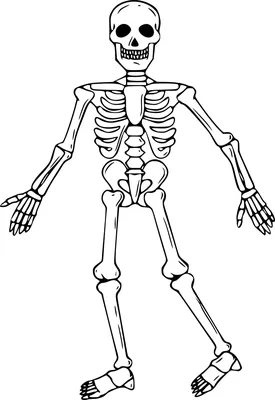Анатомическая модель человеческого скелета 174 см - купить по лучшей цене  21 199.00 грн. грн с доставкой в Киеве, Украине, оплата при получении