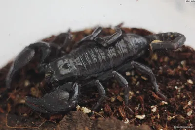 Какие скорпионы наиболее опасны?