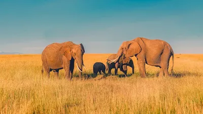 Индийские слоны — Википедия
