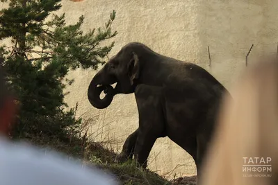 В Киевском зоопарке приобрели новые игрушки для слона | Комментарии.Киев