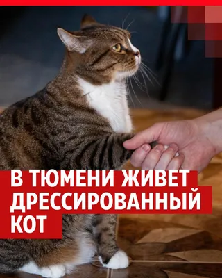 Дрессированный кот Вася, смешные видео с котами, кот говорит «мяу» - 29 мая  2022 - НГС