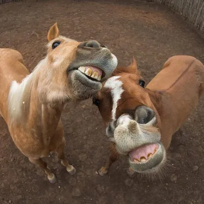 Смешные фото лошадей: подборка
