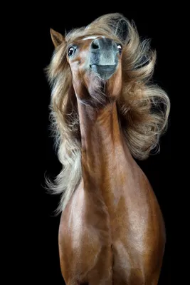 Фотография лошадь Микрофон смешной головы животное 1920x1267