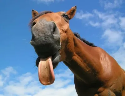 Смешные мультяшные лошади - 62 фото