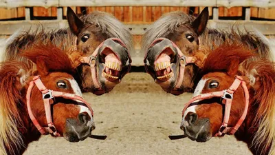 Маска-лошадь для вечерние, наряд на всю голову для взрослых, маскарадная  коричневая латексная смешная сумасшедшая животная, реквизит на Хэллоуин |  AliExpress