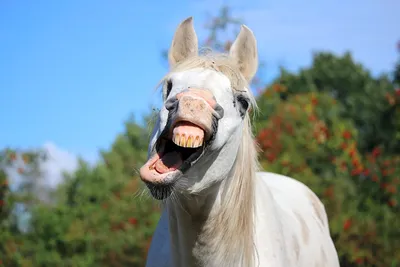 Смешные лошади - 68 фото