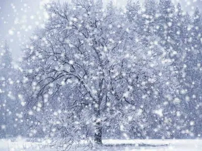 Сильный снег ожидается в Псковской области в ночь на 24 ноября : Псковская  Лента Новостей / ПЛН