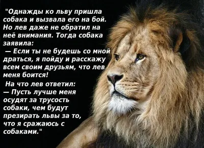 Как уживаются Львы с другими знаками Зодиака. Гороскоп совместимости. |  Астрология, тесты, эзотерика. | Дзен