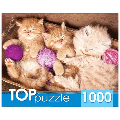 Картина по номерам, 72 x 72, A117, котёнок, спящие котики, \"Живопись по  номерам\", набор для раскрашивания, раскраска - купить с доставкой по  выгодным ценам в интернет-магазине OZON (613804169)