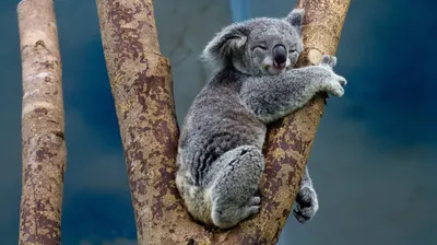 Самые спящие животные в мире | Умнеем-На-Глазах | Дзен
