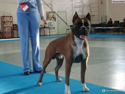 Собака немецкий боксер - 64 фото