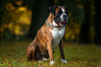 Немецкий боксер - «Идеальная собака - немецкий боксер» | отзывы