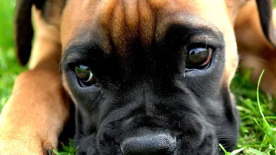 Боксер Собака Черная - Бесплатное фото на Pixabay - Pixabay