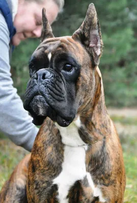 Боксер (Boxer) - очень активная, сильная и умная порода собак. Описание,  отзывы и фото породы боксёр.