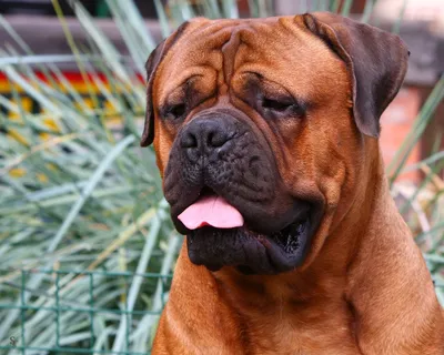 Боксер – собака для ответственных хозяев | Собаки | Dogsacademy.ru | Дзен