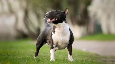 Бультерьер собака: фото, характер, описание породы