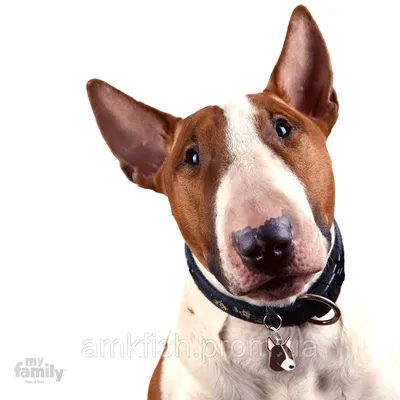 Бультерьер Собака сидит 3D Модель $59 - .max - Free3D