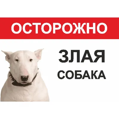 Адресник для собаки Бультерьер портрет средний 30x30мм купить в  интернет-магазине Зоомагазин Pardi.ru всего за 490 руб.