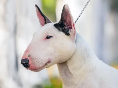 Бультерьер – фото собаки, виды, описание породы, характер, цена