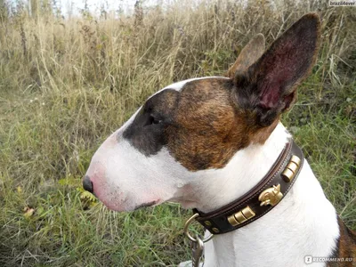 Собака Бультерьер без клейма найдена в Хохольском поселении (Р-298) |  Pet911.ru
