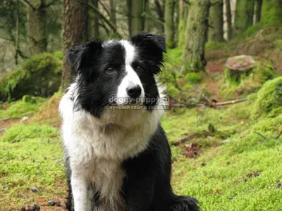 Скачать обои чёрно-белое, собаки, питбультерьер, питбуль, black and white  разрешение 960x800 #152620